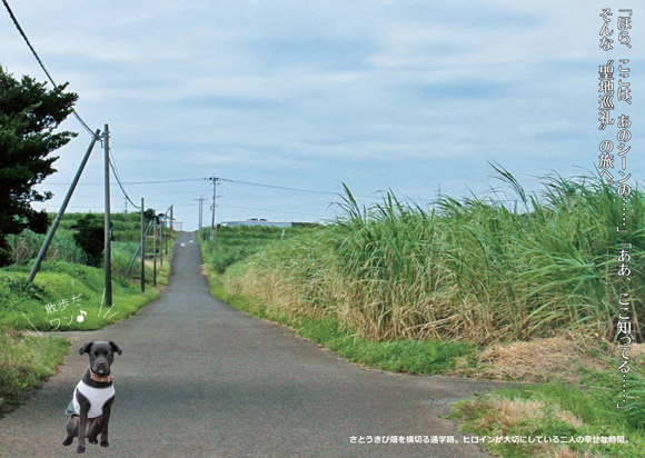 「秒速5センチメートル」さとうきび畑を横切る通学路の風景